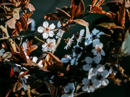 Глимър Казино Мобилно приложение